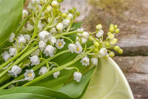 what does muguet smell like.